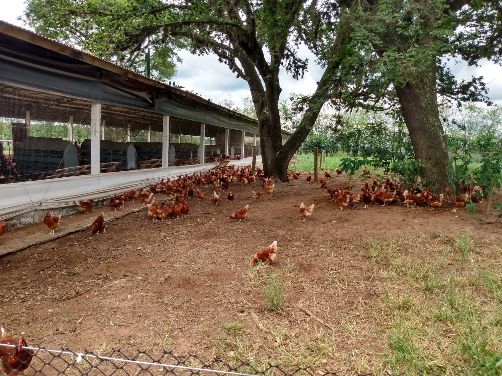 Imagem da granja 1