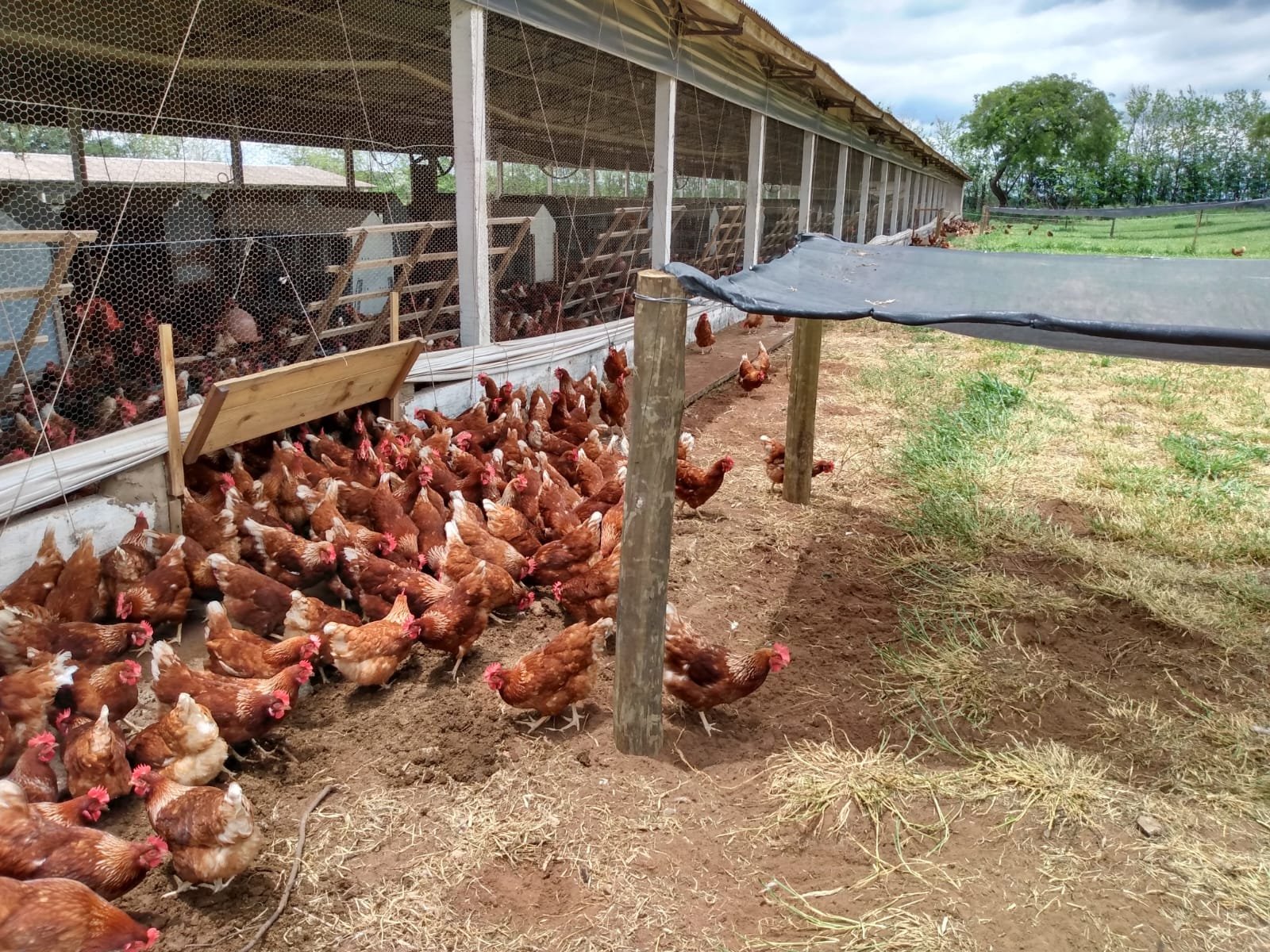 Imagem da granja 2